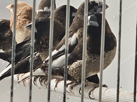 Benalese finches for sale