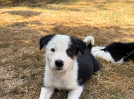 Border Collie puppies for sale