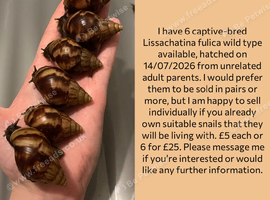 10 giant African land snails