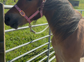 Welsh section c dutchess