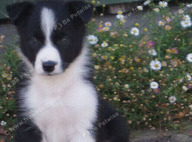 Top Quality Border Collie Pups
