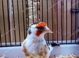 Cheveral Siberian Goldfinch