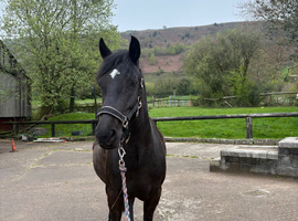Registered New Forest Mare - Companion / Broadmare