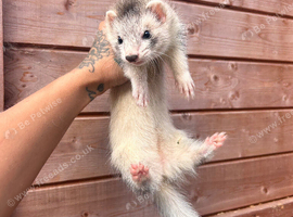 Full hob angora ferret, 2 full sable Jill&rsquo;s and one silver semi angora Jill