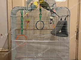 2 female budgies