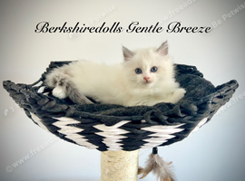 Truly amazing pedigree ragdoll kittens