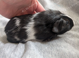 Black and white Roan guinea pig sow