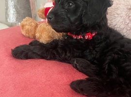 Black Cavapoo for sale