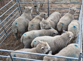 Ryeland wether lambs