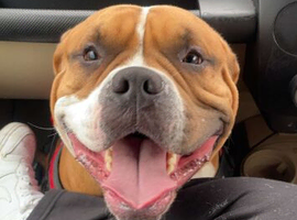 3yr old American bulldog