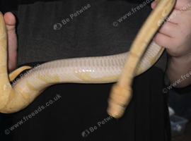 Banana cinnamon royal python + viv
