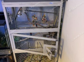 3 budgies and indoor avairy