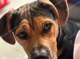 Rottweiler x bull mastiff