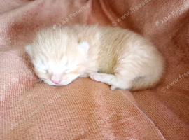 3 beautiful kittens ready end of August