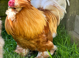 Gold satin silkie boy