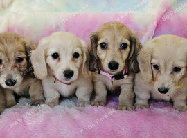 Cream long haired miniatures READY NOW