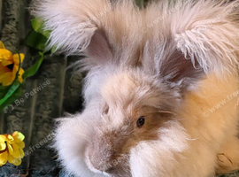 English angora