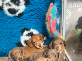 Dachshund boys