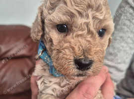 Cockerpoo Puppies 4 Girls