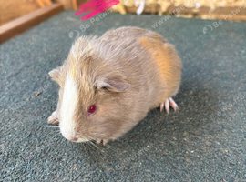 Guinea pigs ready soon to be reserved now