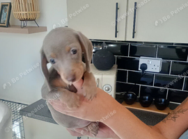 10 weeks old