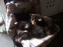 Kittens for sale
