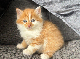 British shorthaired cross Persian kittens