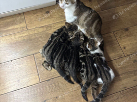 Beautiful Tobby Kittens Looking for Loving Homes ️