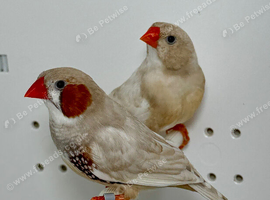 Pair zebra finches for sale