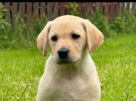 Pups (health tested parents)