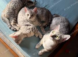 3 adorable Egyptian Mau girls looking for a family