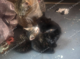 4 kittens available
