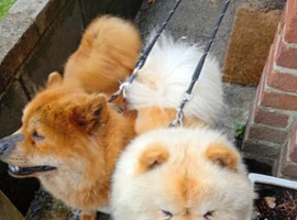 PEDIGREE MALE AND FEMALE CHOW CHOWS