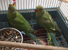 Indian ringneck baby