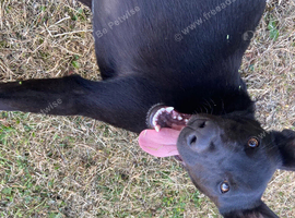 Belgian Malinois X Whippet Bull Malinois