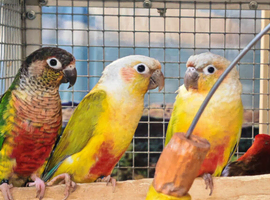 Stunning Baby Conure
