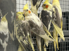 Hand Reared Baby Cockatiels