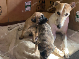 2 female lurcher puppies