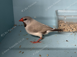 Young Male Fawn Long-Tailed Heck's Finch For Sale