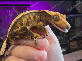 Crested geckos for sale