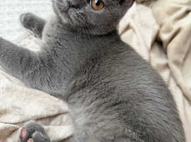 Scottish straight kitten female