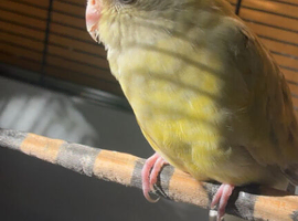 Parakeet