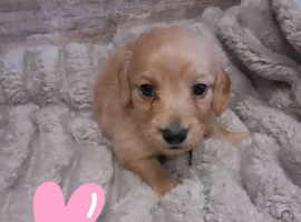 Cream mini dachshunds