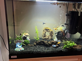Fishtank stand and 6 tropical fish
