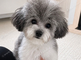 Asian toy poodle party gilr