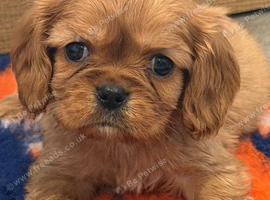 Wonderful litter of kc cavalier King Charles