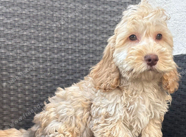 F1 cockapoo puppies
