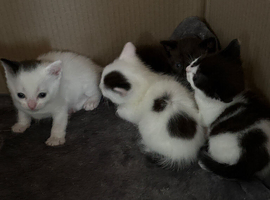 Black white kittens