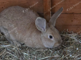Flemish / continental giant x lop