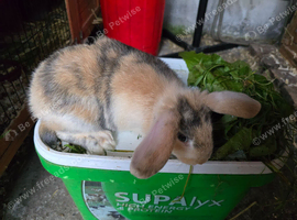 3 Loin x mini lop